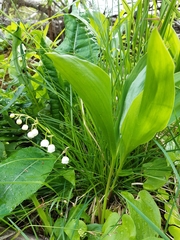 Convallaria majalis