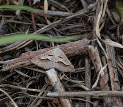 Digrammia subminiata