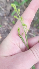 Lepidium latifolium