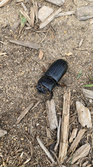 Odontotaenius disjunctus