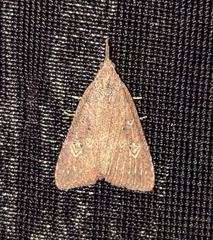 Hypena humuli