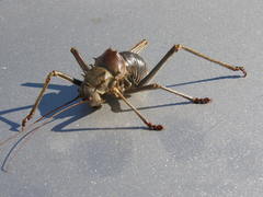 Acanthoplus