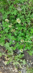 Trifolium repens