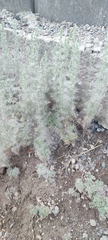 Artemisia