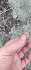 Artemisia