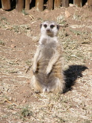 Suricata
