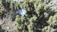 Nolana coelestis