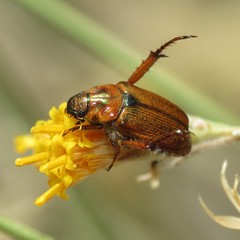 Strigoderma pimalis