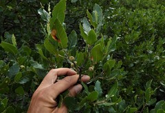 Quercus trojana