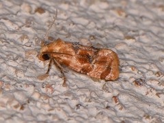 Cochylis bucera