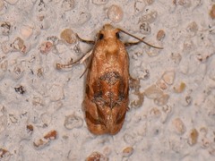 Cochylis bucera