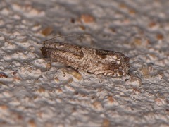 Pelochrista consobrinana