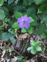 Geranium nodosum