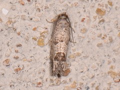 Pelochrista consobrinana