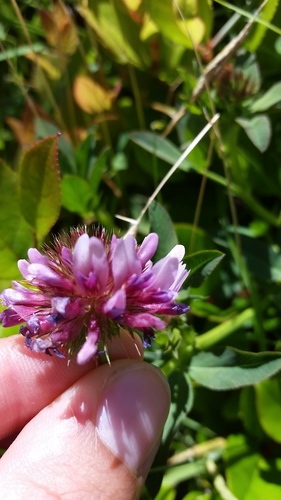 cows clover (Trifolium wormskioldii)