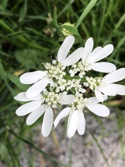 Orlaya grandiflora