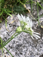 Orlaya grandiflora