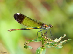 Calopteryx aequabilis
