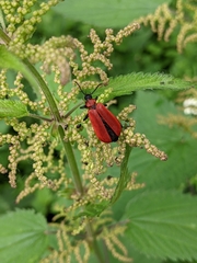 Pyrochroa coccinea