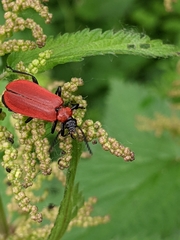 Pyrochroa coccinea
