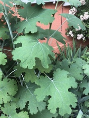 Macleaya