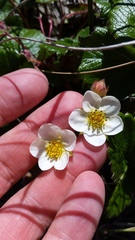 Fragaria chiloensis pacifica