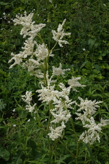 Koenigia alpina