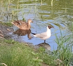 Chroicocephalus ridibundus