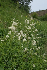 Koenigia alpina