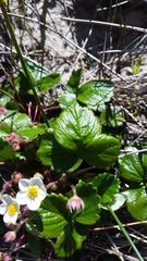 Fragaria chiloensis pacifica