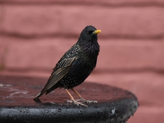 Sturnus vulgaris