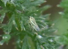 Eupteryx tenella