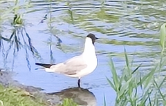 Chroicocephalus ridibundus