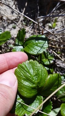 Fragaria chiloensis pacifica