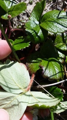 Fragaria chiloensis pacifica