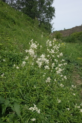 Koenigia alpina