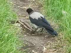 Corvus cornix