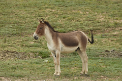 Equus kiang