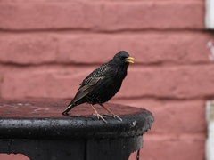 Sturnus vulgaris