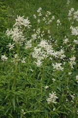 Koenigia alpina