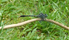 Arigomphus villosipes
