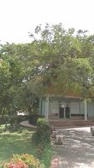 Ficus pallida