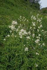 Koenigia alpina
