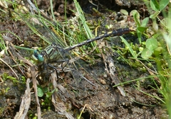 Arigomphus villosipes