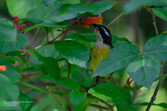 Coereba flaveola caboti