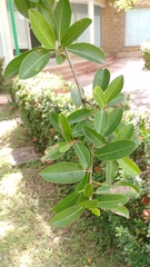 Ficus pallida