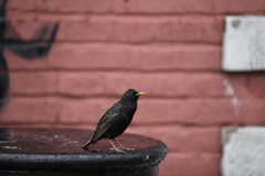 Sturnus vulgaris