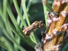 Rhabdomiris striatellus