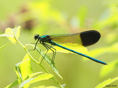 Calopteryx aequabilis