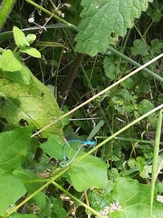 Coenagrion puella